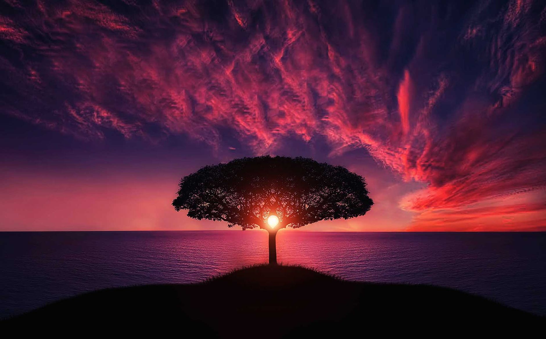 silhouette of tree near body of water during golden hour